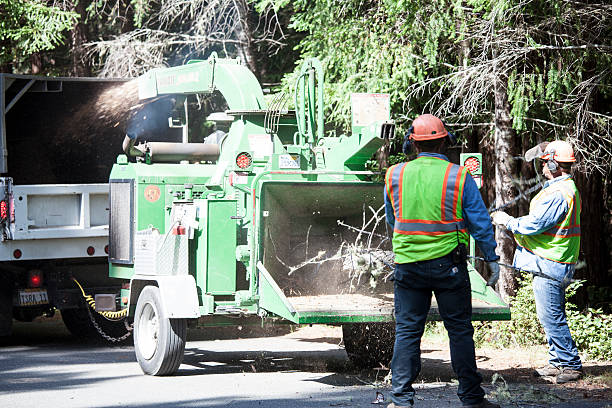 Trusted Gray, TN Tree Care Experts